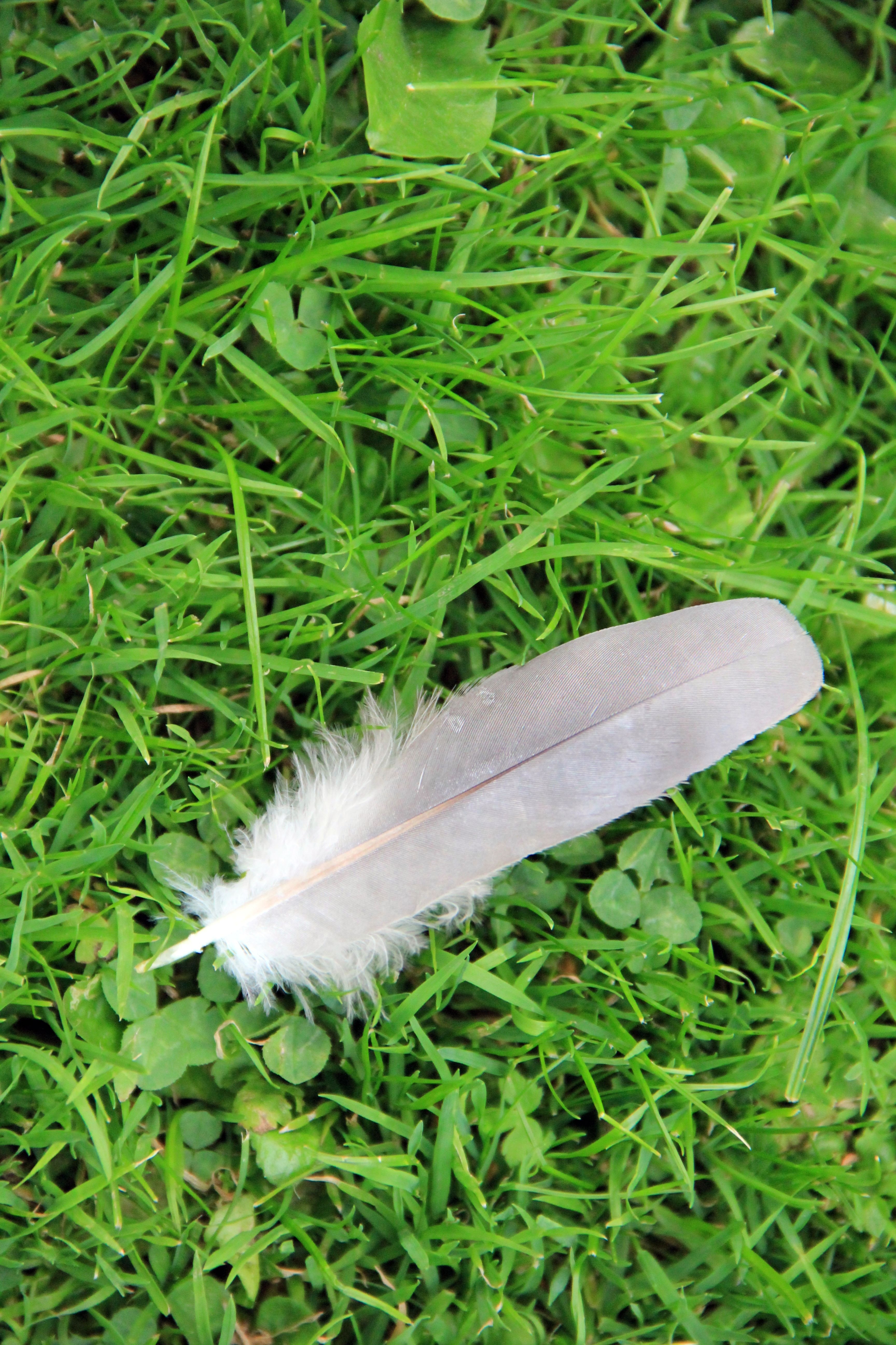 gray and white feather