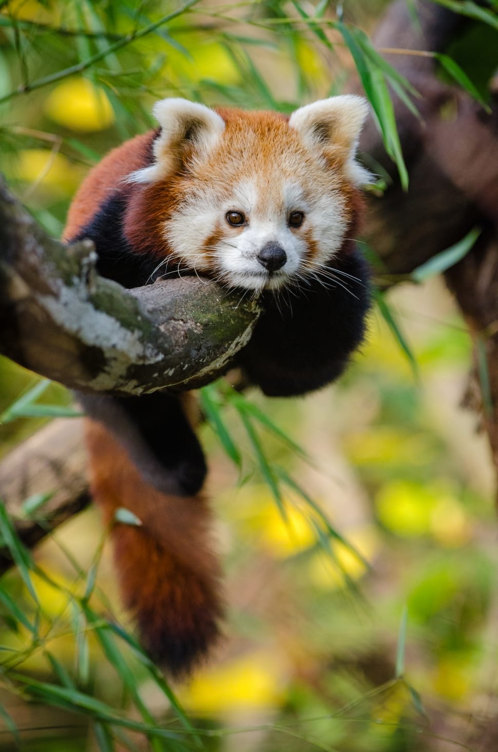 red panda on brown wooden branch of tree preview