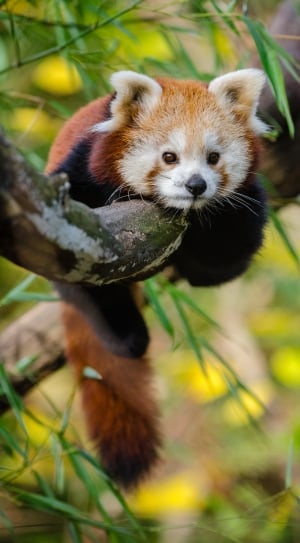 red panda on brown wooden branch of tree thumbnail