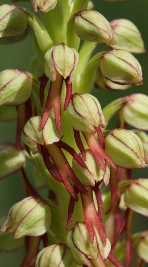 green and maroon petal flower buds thumbnail