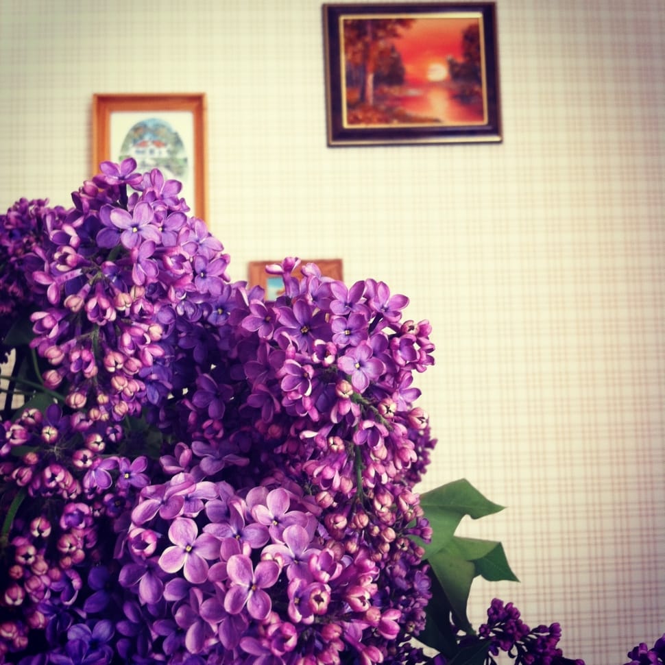 Lilac, Bloom, Spring, Plant, Flowers, flower, purple preview