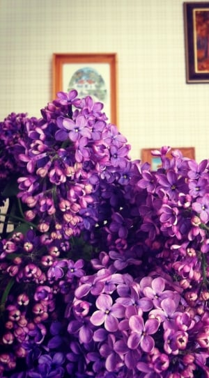 Lilac, Bloom, Spring, Plant, Flowers, flower, purple thumbnail