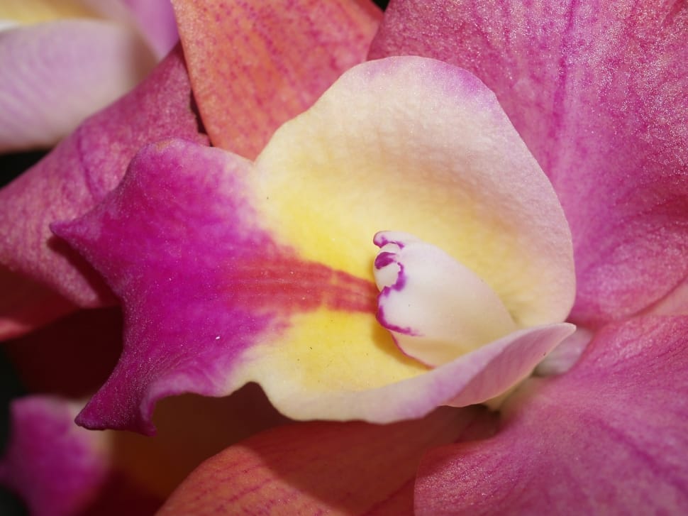 pink and white Orchid macro photography preview
