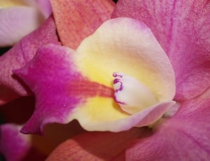 pink and white Orchid macro photography thumbnail