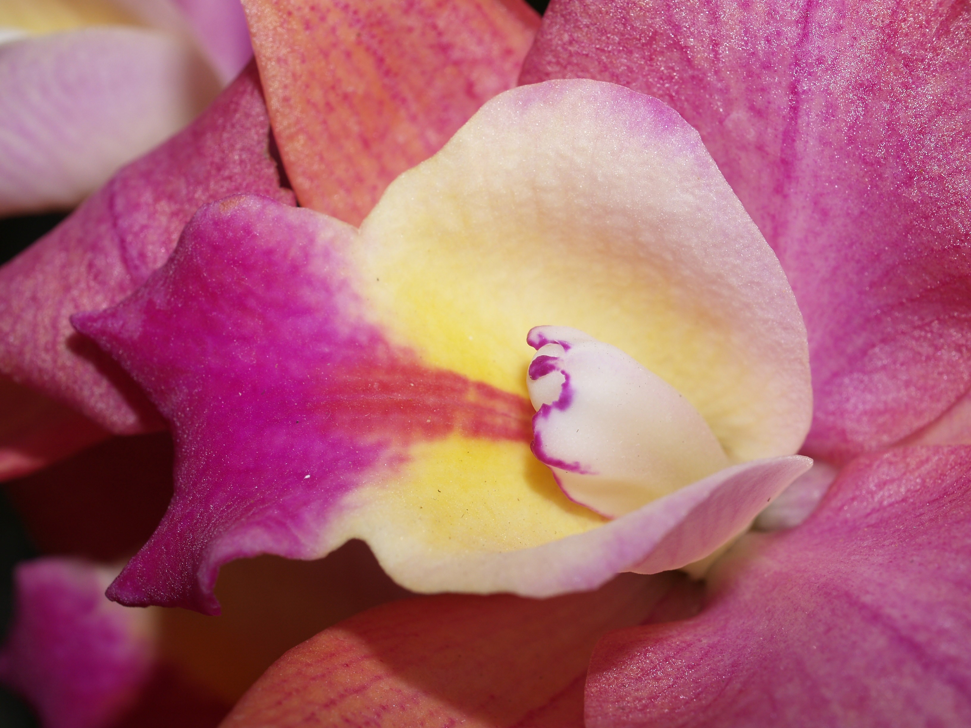 pink and white Orchid macro photography