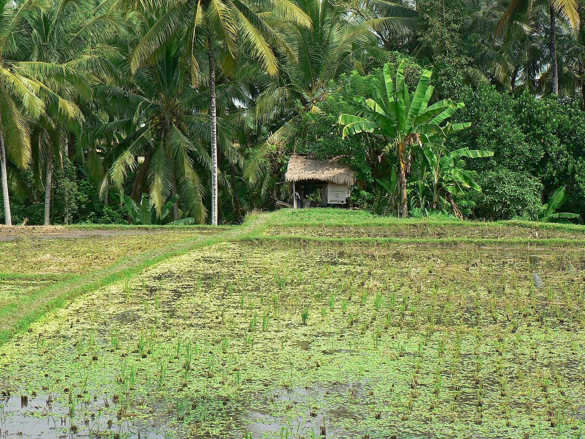 green leaf plant near rice field