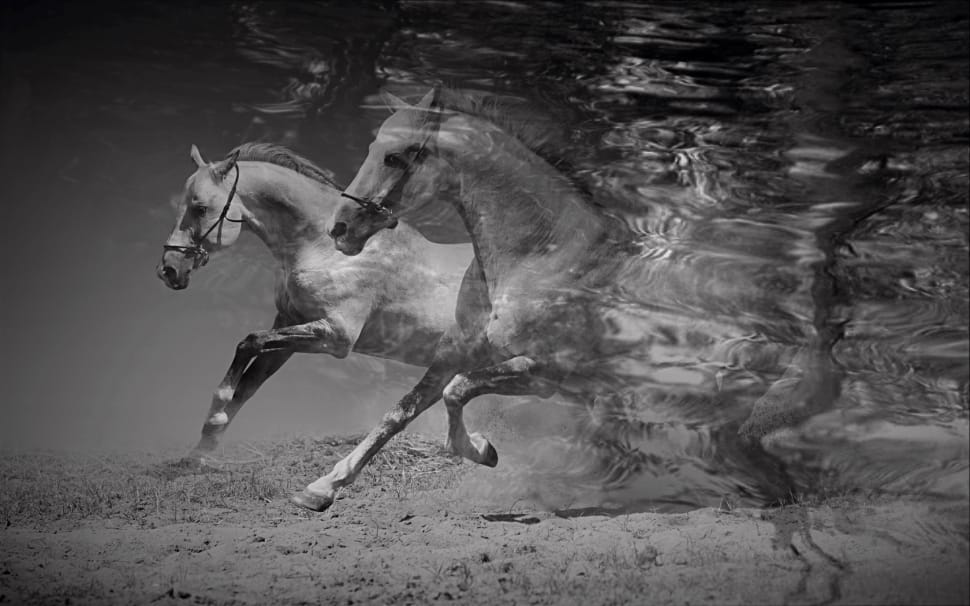 horses in water, monochrome preview