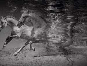 horses in water, monochrome thumbnail