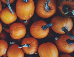 close up photography of orange pumpkins thumbnail