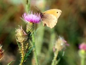 yellow sulfur butterfly thumbnail