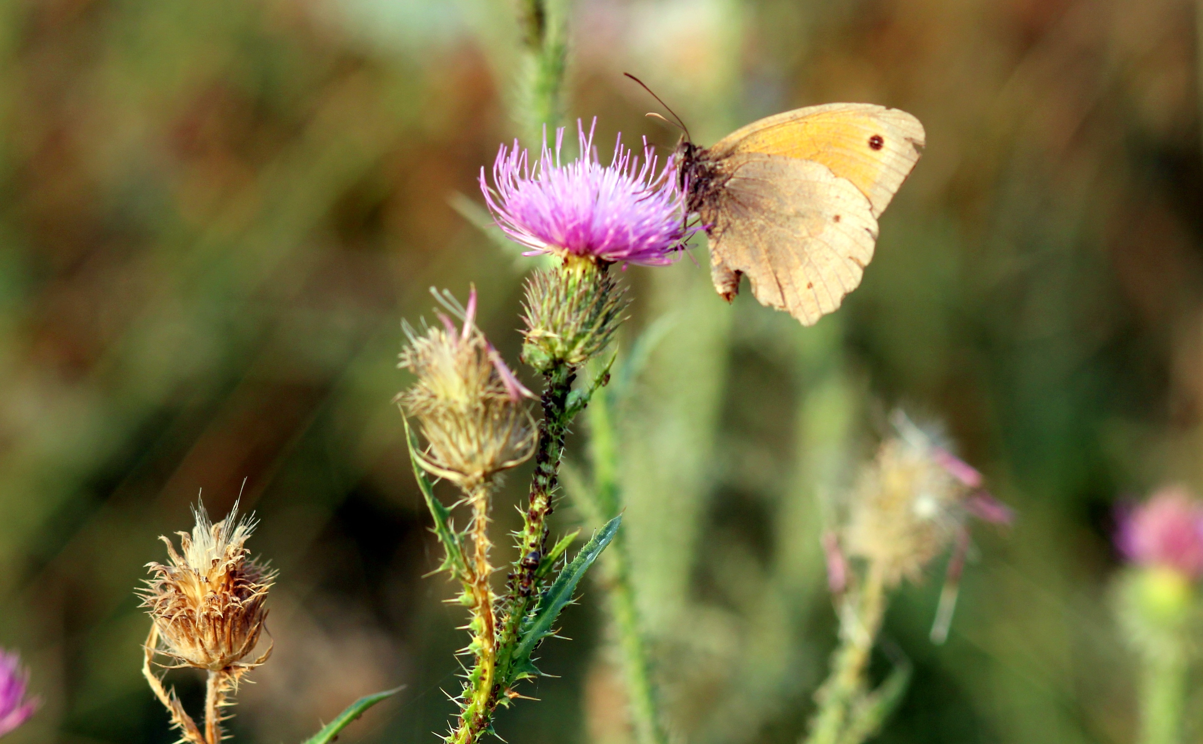 yellow sulfur butterfly