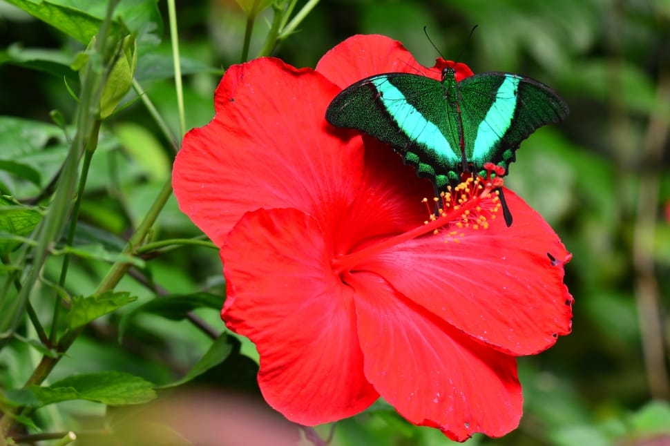 emerald swallowtail butterfly preview