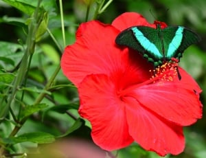 emerald swallowtail butterfly thumbnail