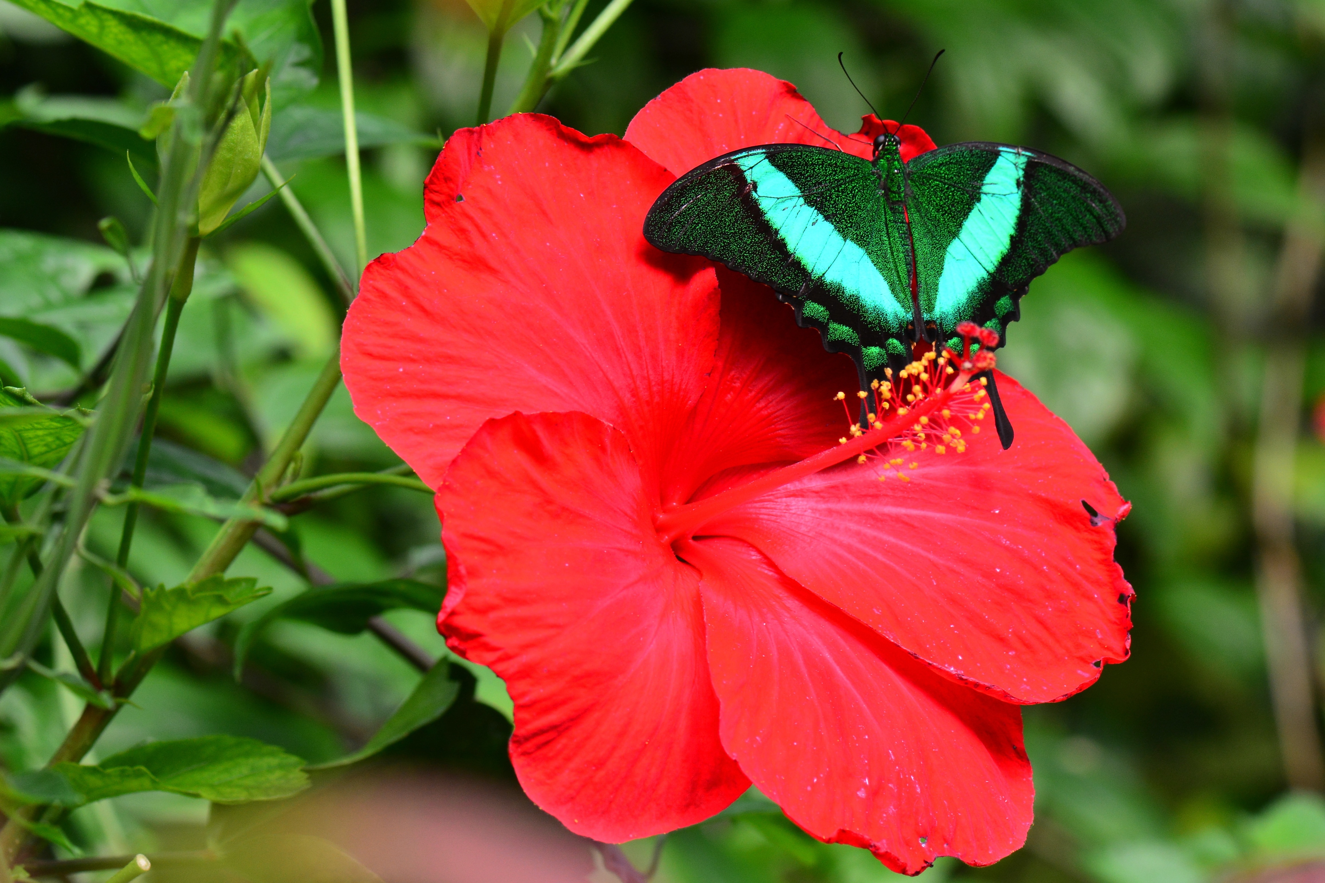 emerald swallowtail butterfly