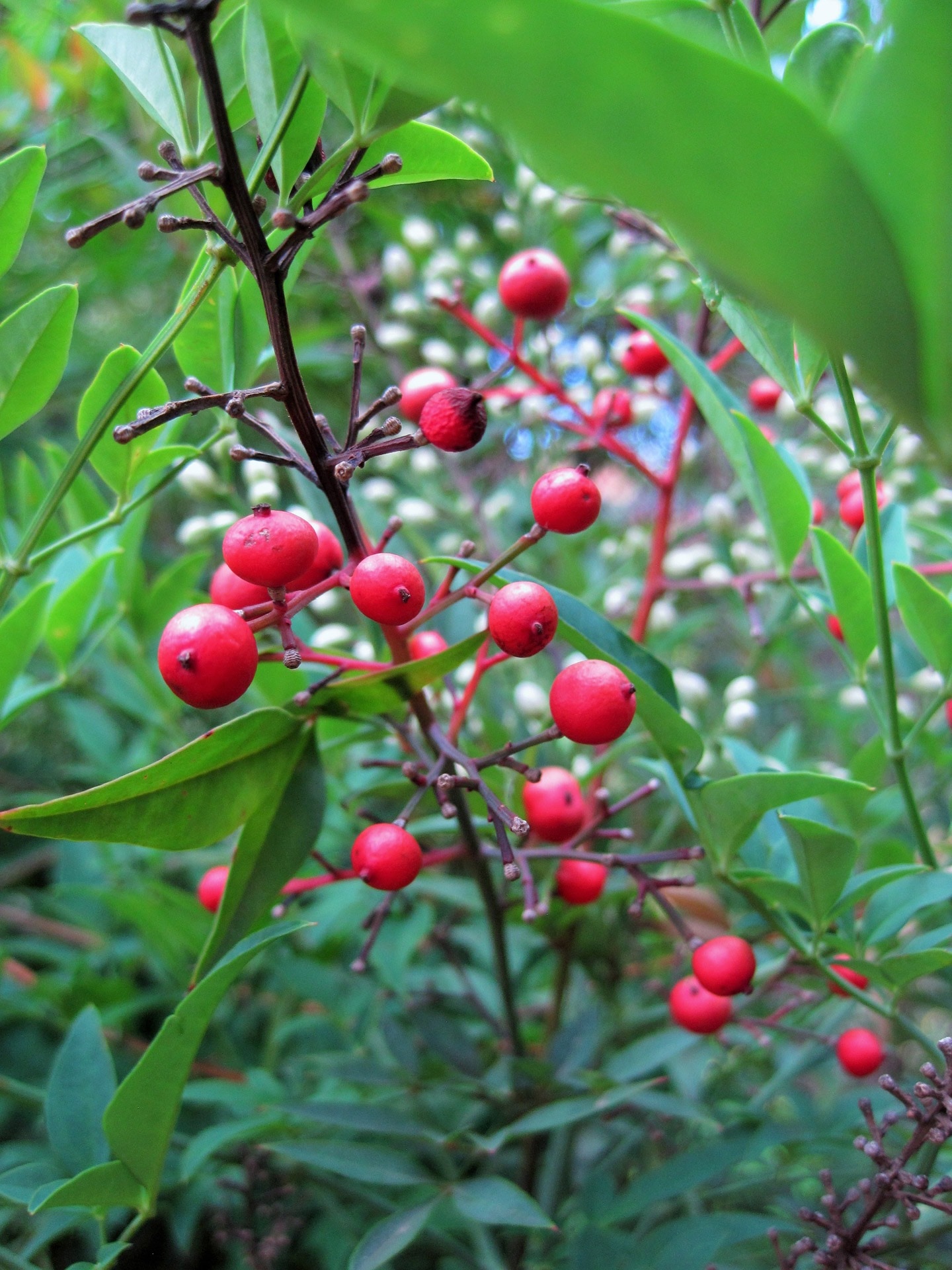 red round small fruits