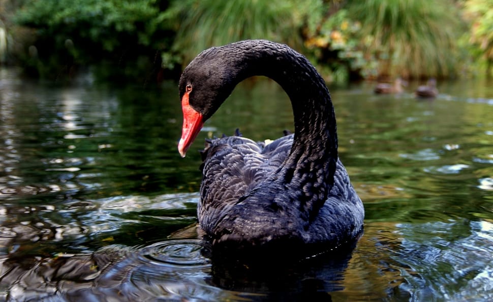 Black Swan in green water preview