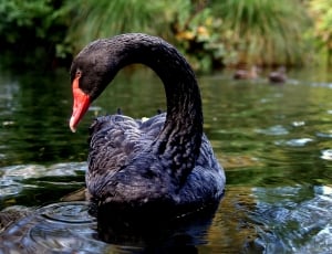 Black Swan in green water thumbnail