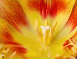 white and red tulip flower thumbnail