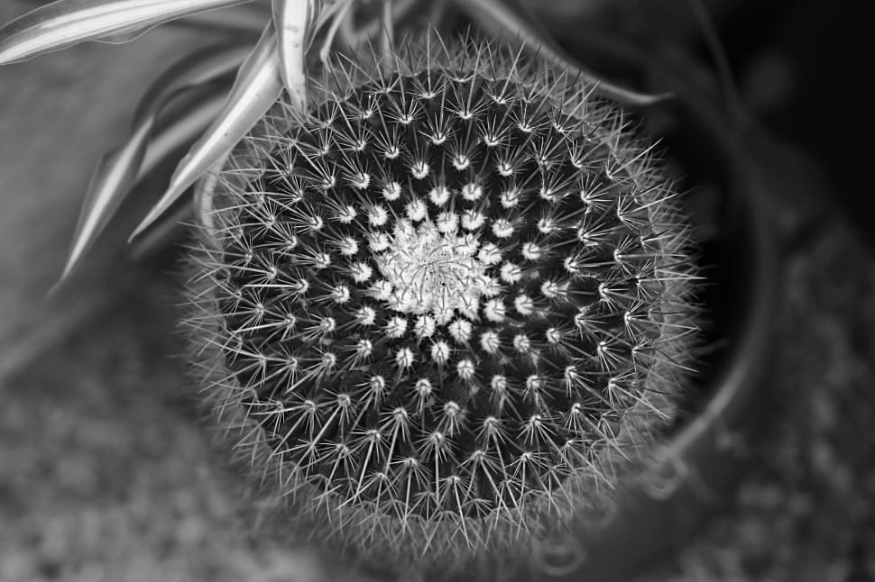dandelion grayscale photo preview