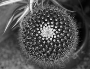 dandelion grayscale photo thumbnail