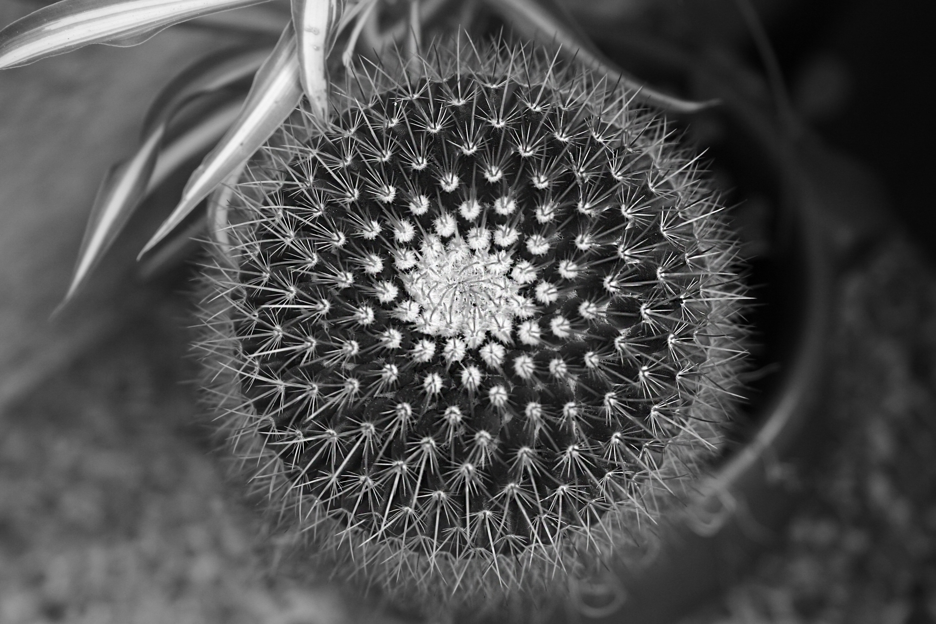 dandelion grayscale photo