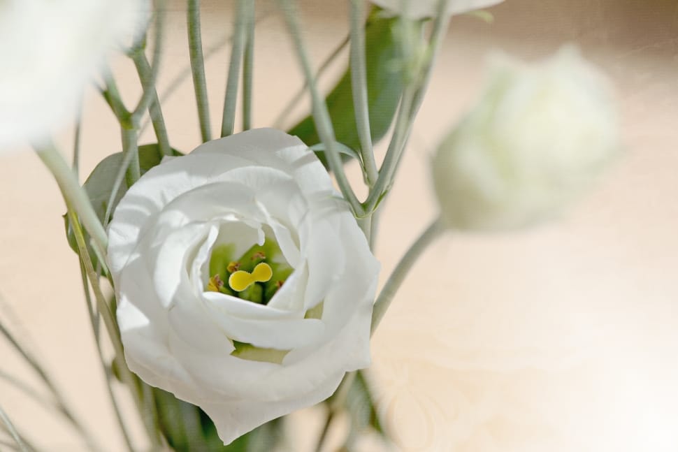selective focus photography of a white rose flowers in full bloom preview