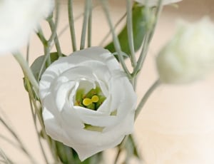 selective focus photography of a white rose flowers in full bloom thumbnail