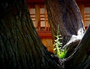 green plant on tree trunk thumbnail
