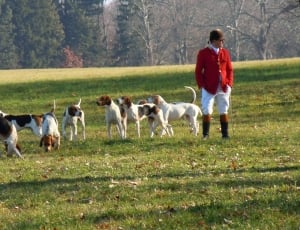 Red Jacket, Pet, Hunt, English, Dogs, domestic animals, grass thumbnail
