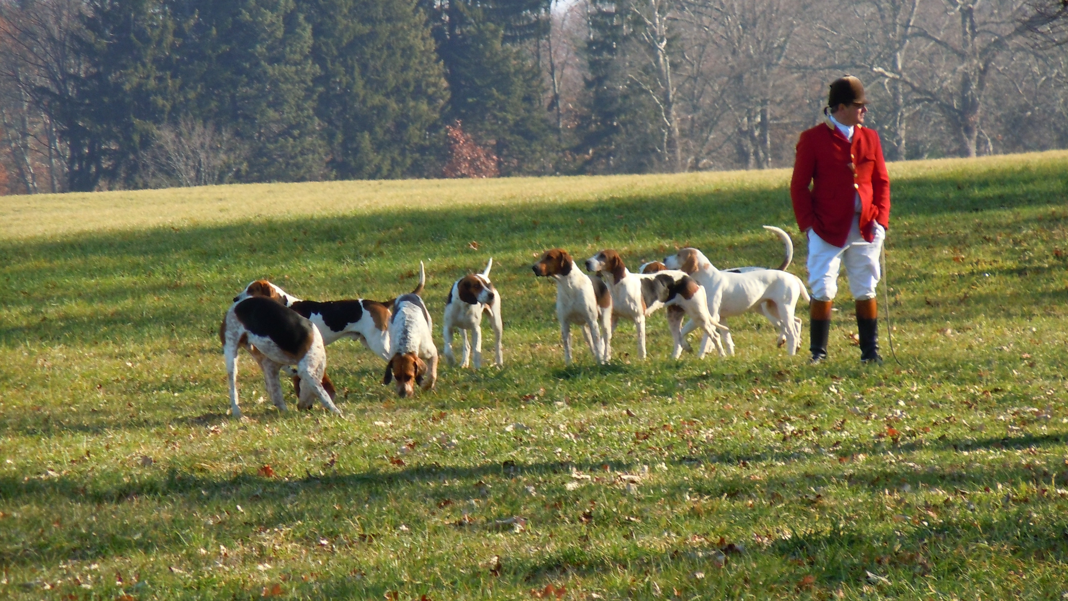 1920x1200 wallpaper | Red Jacket, Pet, Hunt, English, Dogs, domestic