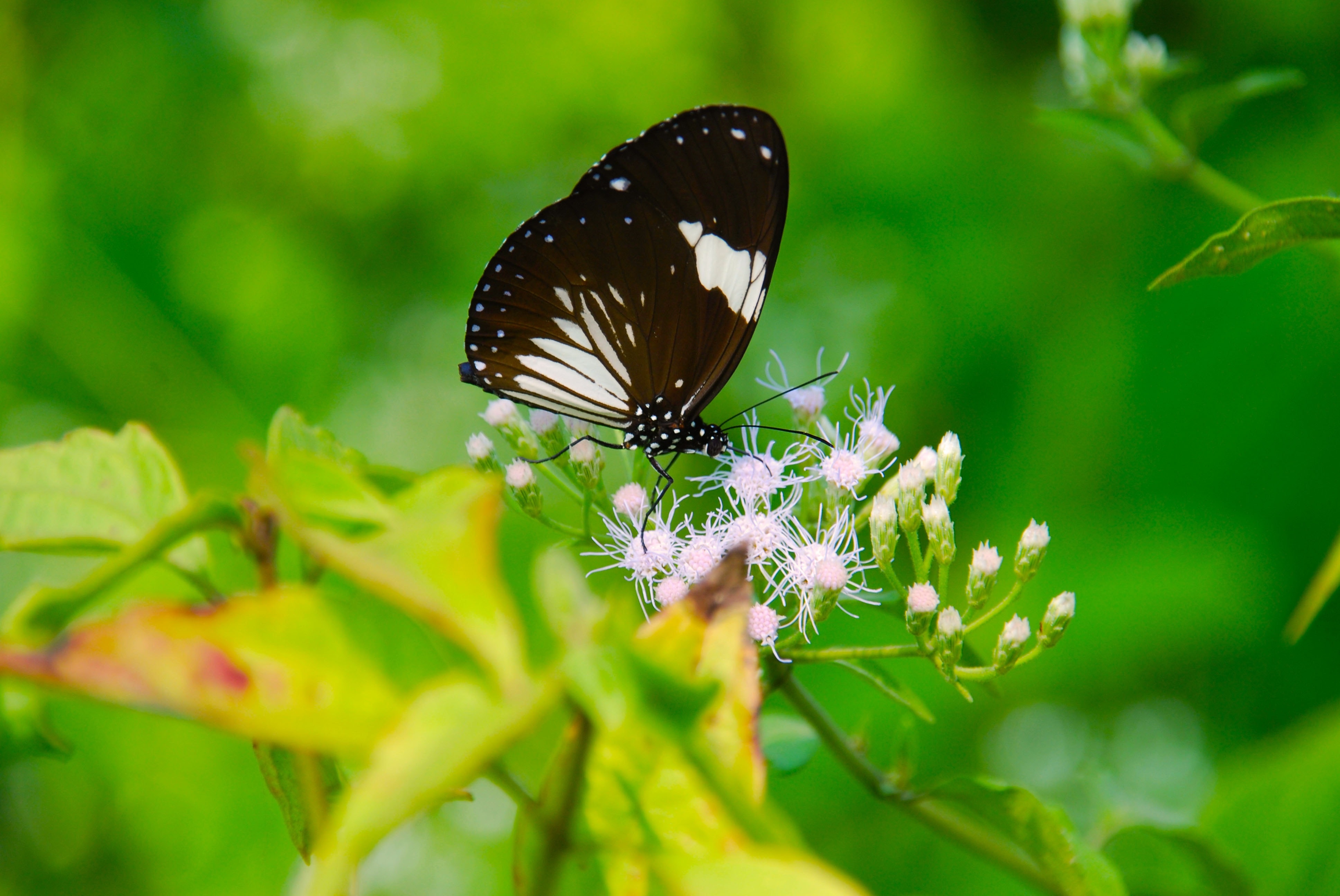 white and black butterfly