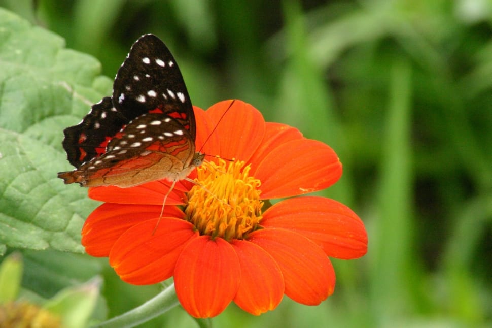 Butterfly, Orange, And, Flowers, Fror, flower, butterfly - insect preview
