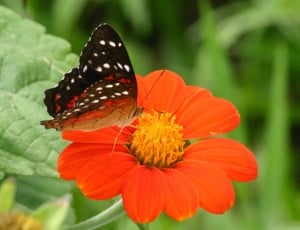 Butterfly, Orange, And, Flowers, Fror, flower, butterfly - insect thumbnail