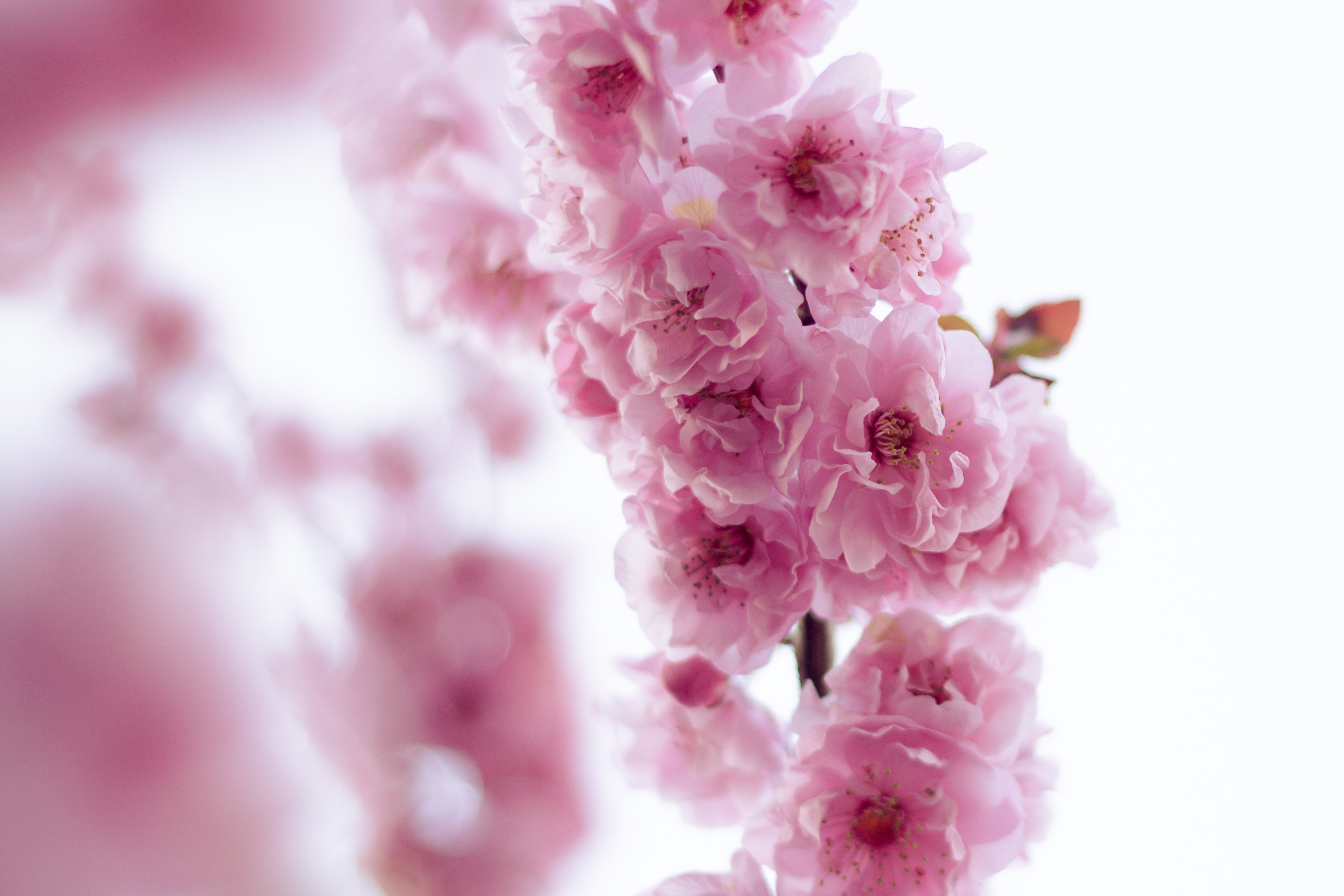 1280x1024 wallpaper | pink cherry blossoms | Peakpx