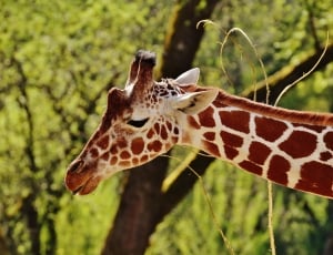giraffe near brown tree thumbnail