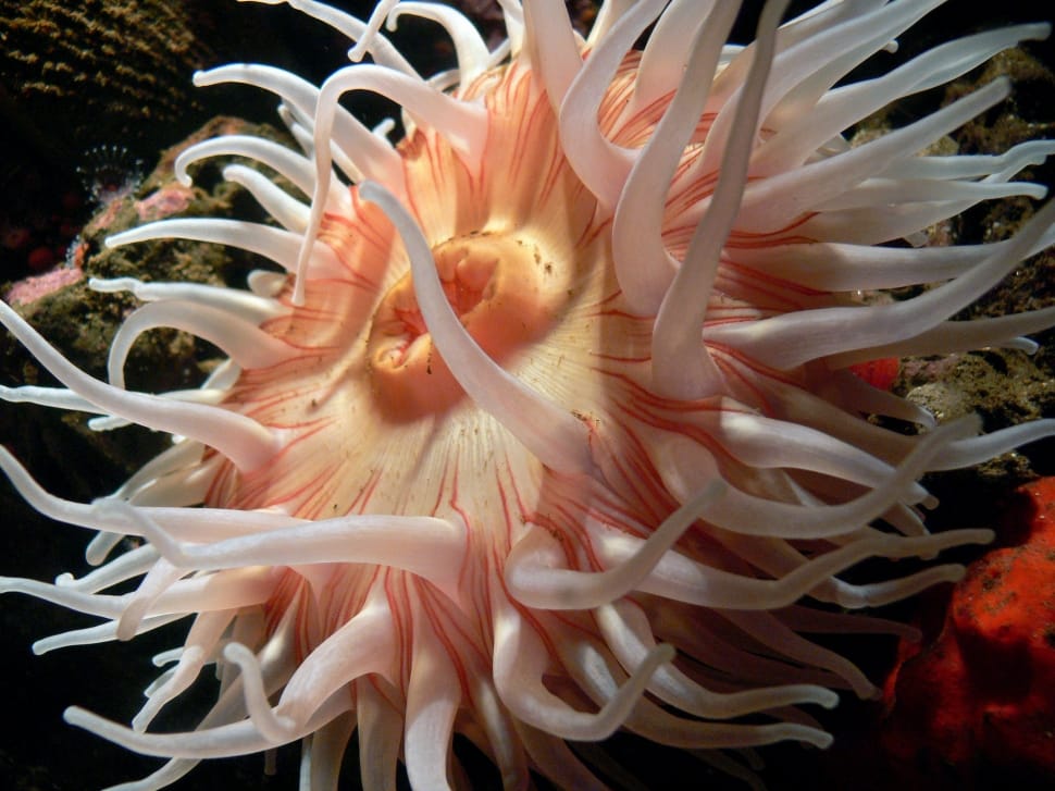 sea anemones preview