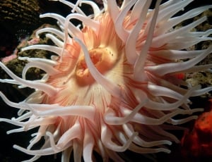 sea anemones thumbnail