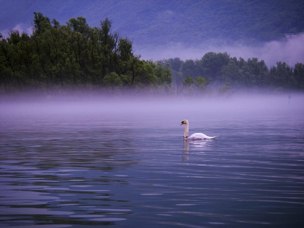 white swan swimming on the lake preview