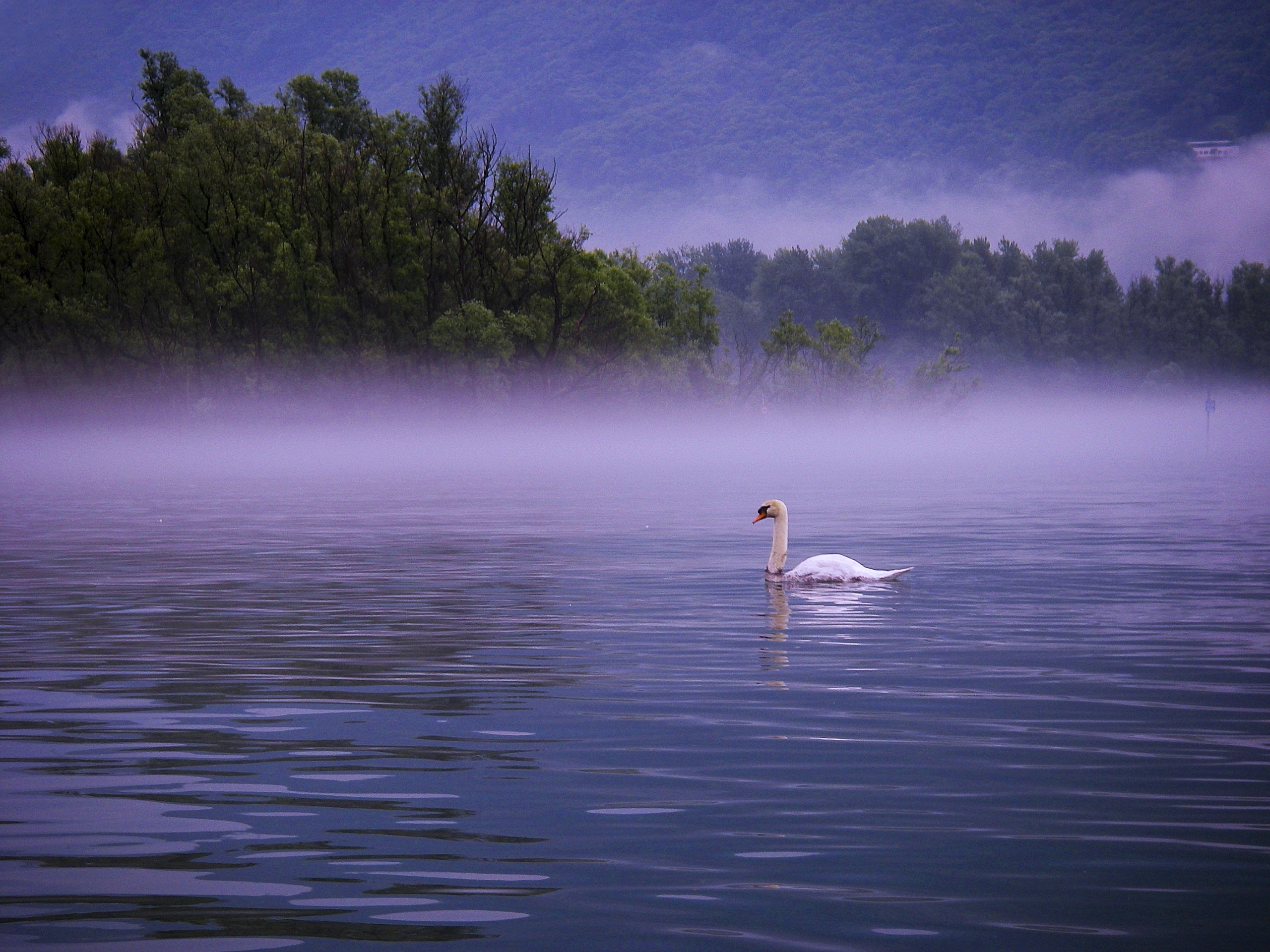white swan swimming on the lake