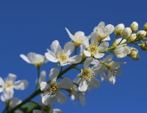 white cherry blossom flower thumbnail