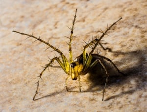 Small Spider, Spider, Arachnids, Close, one animal, insect thumbnail