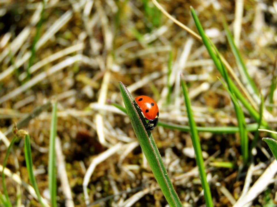 lady bug on green grass preview