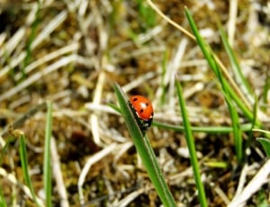 lady bug on green grass thumbnail