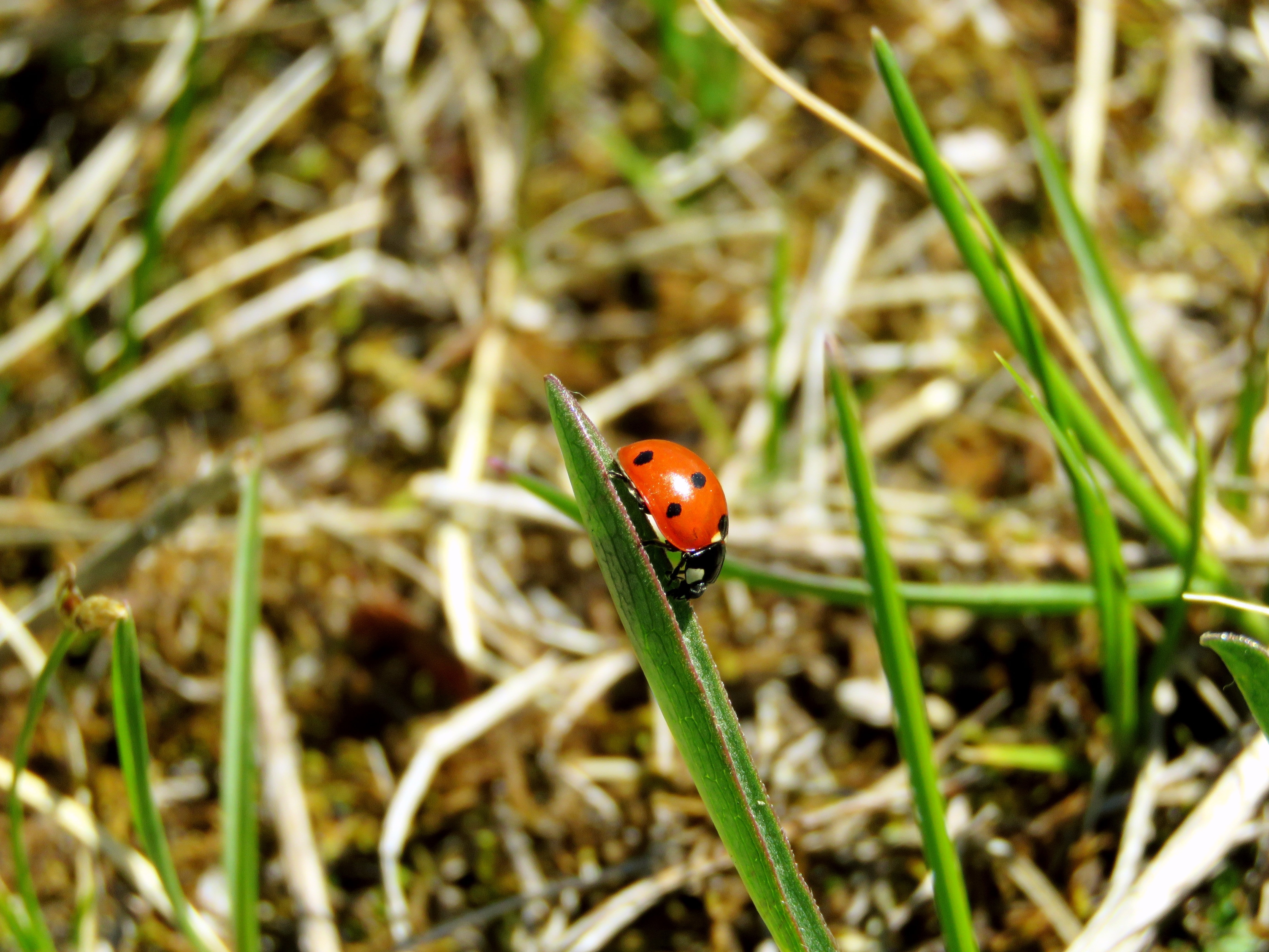 lady bug on green grass