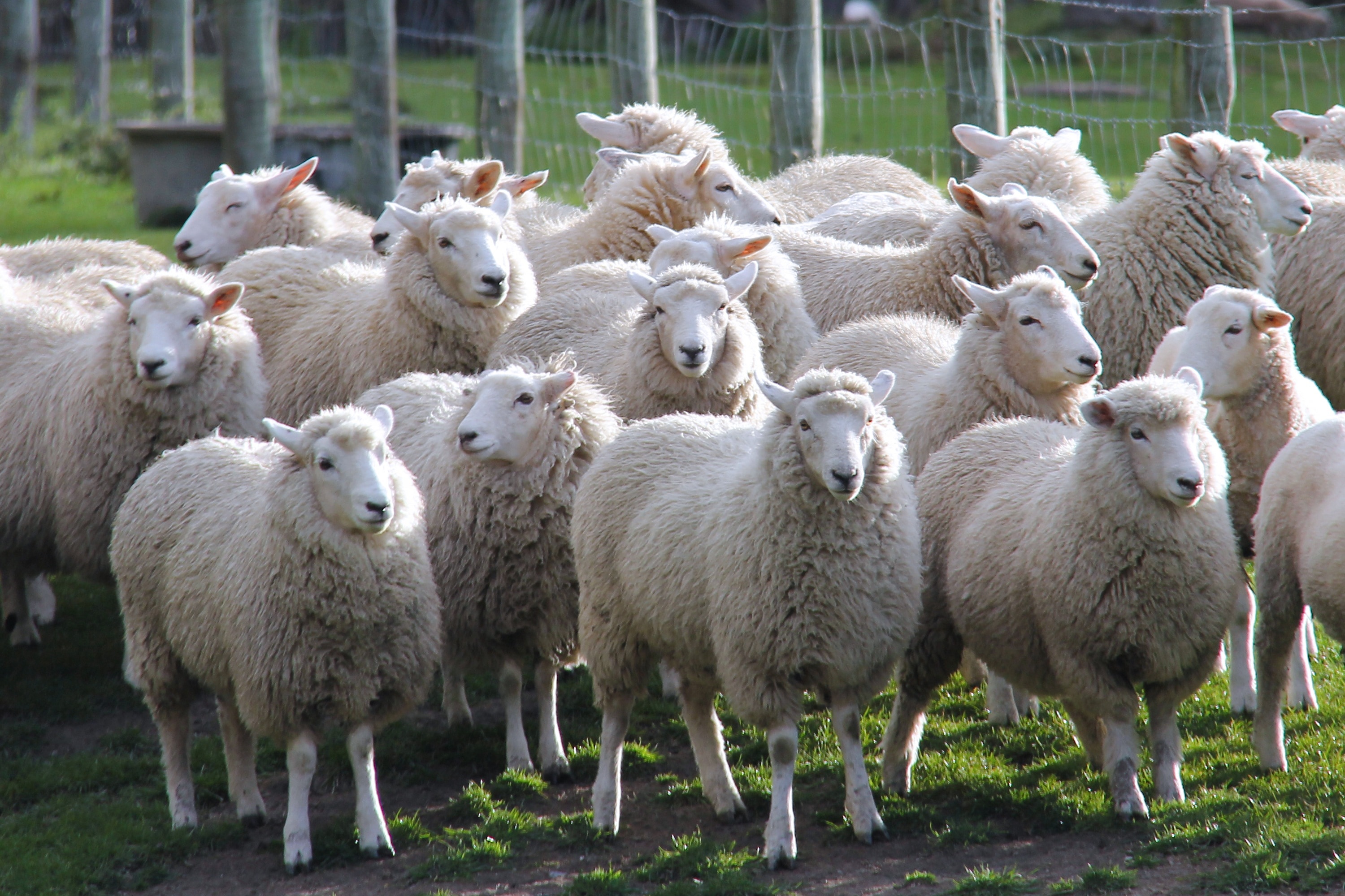 Каких животных разводят в московской области. Овцеводство ферма. Животноводство овцы. Сельское хозяйство овцы. Ферма овец.