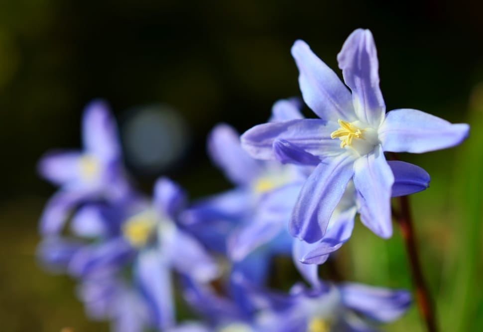 Snow Shine, Star Hyacinth, flower, purple preview