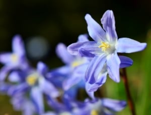Snow Shine, Star Hyacinth, flower, purple thumbnail