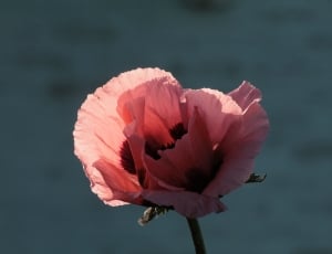 pink poppy thumbnail