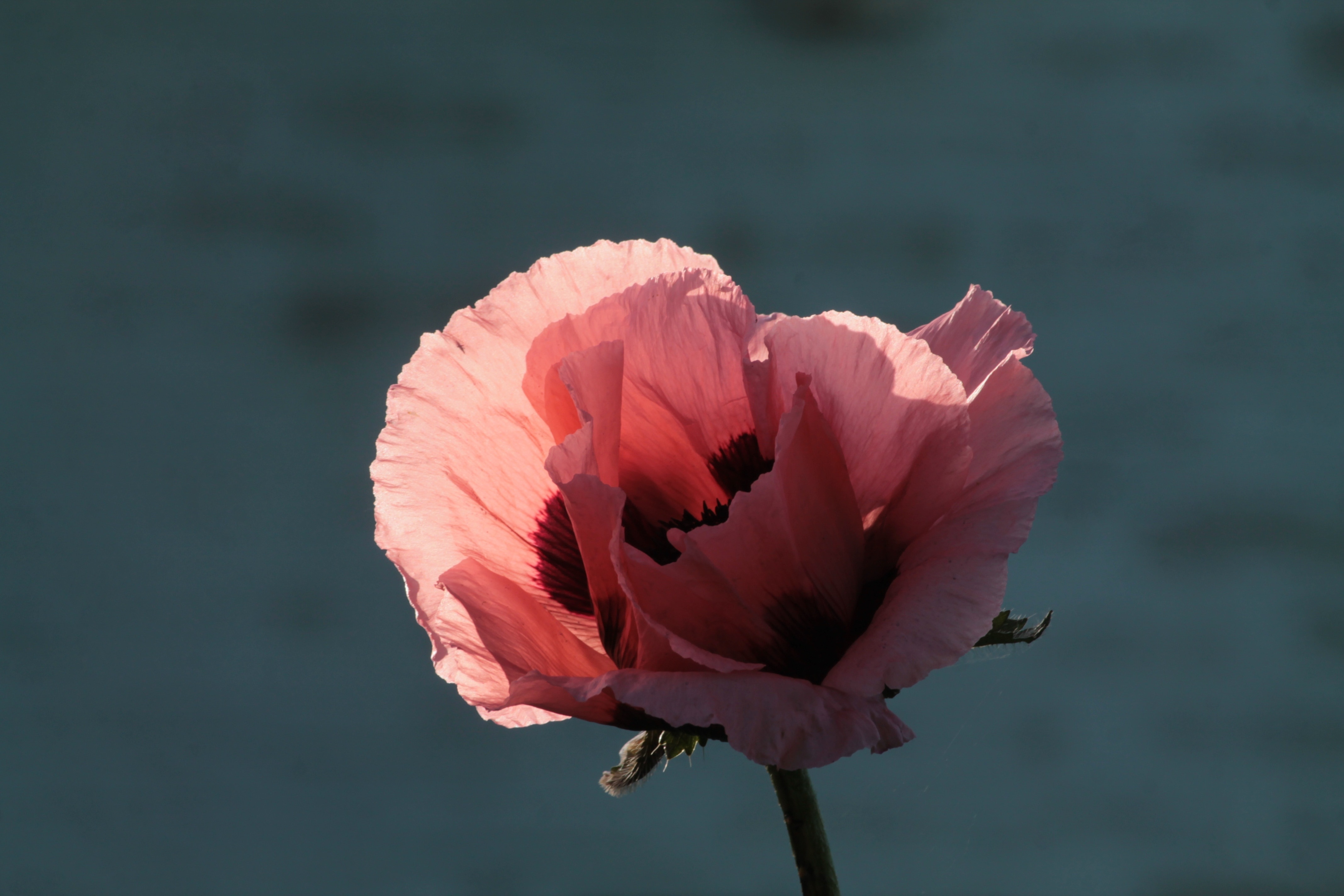 pink poppy