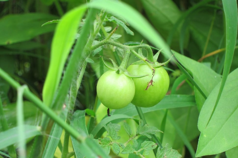 unripe tomatoes preview